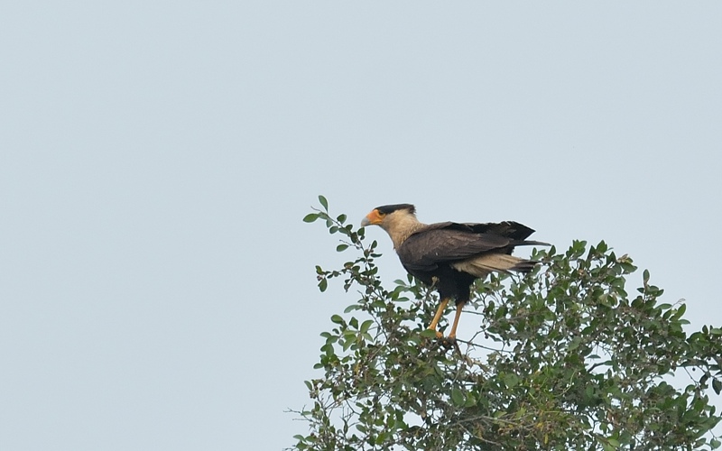 Zuidelijke kuifcaracara